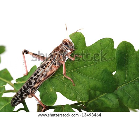 Locust eating a leaf of an oak - macro shot