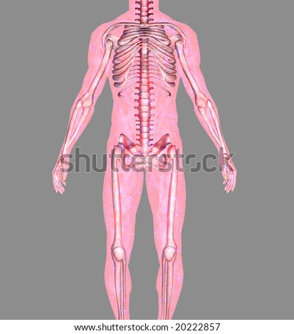 Anatomically Correct Model Of Human Body Isolated On A Gray Background