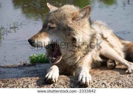 Laying on the ground near water the yawning wolf