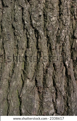 elm tree bark. elm tree bark pictures. red