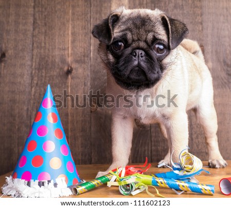Happy Birthday Pug Puppy