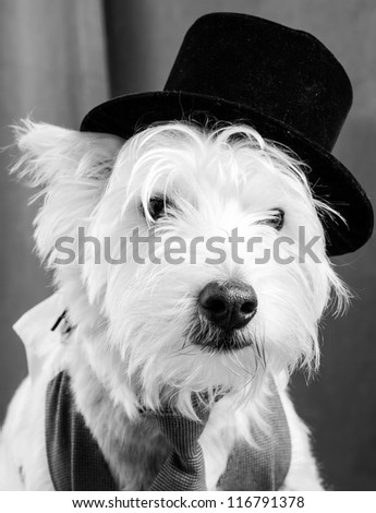 Veteran Stage Actor Dog