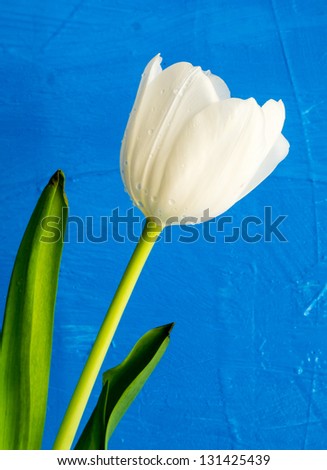 Single white tulip flower over blue textured background