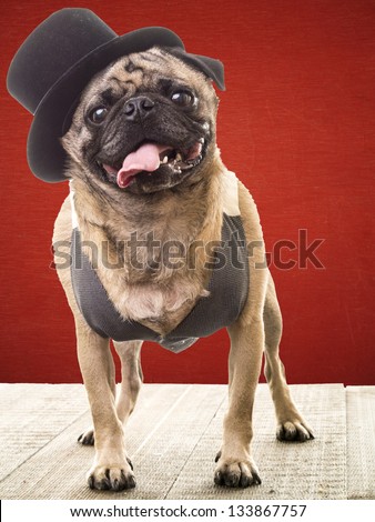 Funny small pug dog wearing a top hat with red background