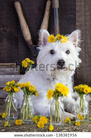 Flower child, a small white dog with flowers in their hair.