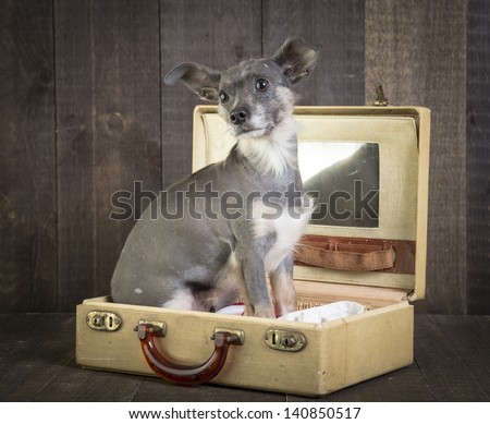 Cute small dog in suitcase