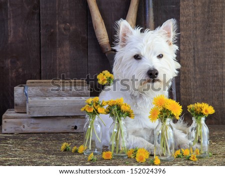 A cute little white dog in a barn with fresh picked wild flowers.