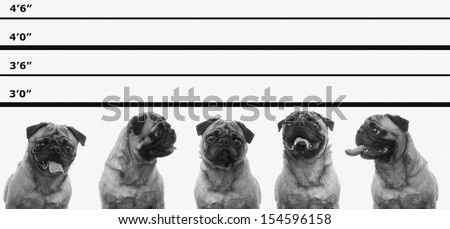 Cute pug dogs in a police line up concept.