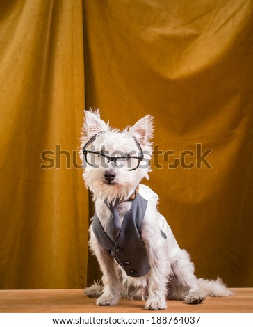 A studious cute small white dog wearing glasses and a vest with tie.