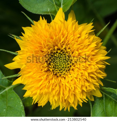 Close up of a Teddy Bear sunflower in a square format.