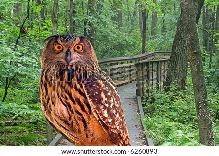 A young owl and a walking trail in the Great Swamp Park