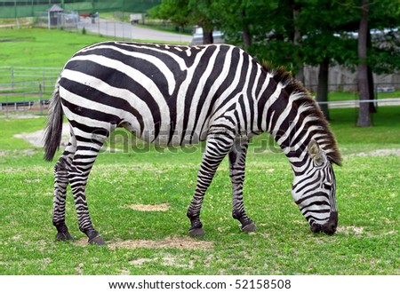 Zebra in a man made safari in the United States