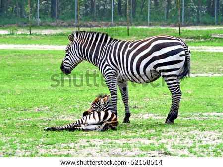 Zebras in a man made safari in the United States