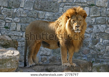 Posing lion