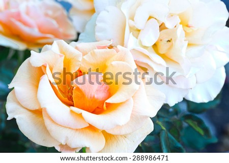 Peach roses are set against a green-blue background.