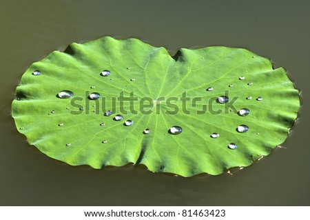 Drop on lotus leaf
