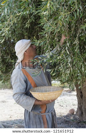 NAZARETH, ISRAEL - OCT 15 : Palestinian farmer harvesting olive tree in October 15 2012 at Nazareth Village, historical re-creation of Nazareth as it was at the time of Christ
