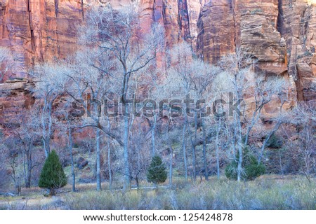 The Zion national park in Utah on winter