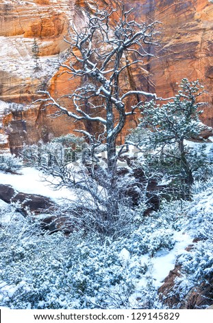 The Zion national park in Utah on winter
