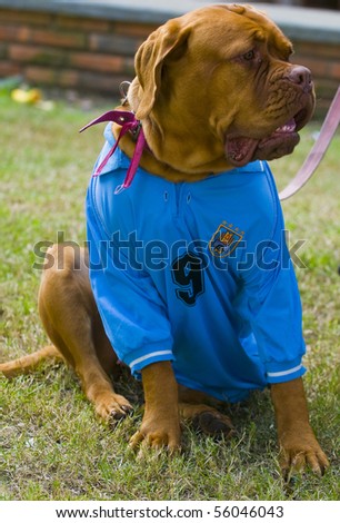 MONTEVIDEO - JUNE 26: dog wearing Uruguayan futball team shirt celebrating the first quarterfinals in 40 years after beating South Korea on 2010 world cup on June 26, 2010 in Montevideo, Uruguay