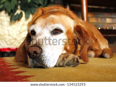 Old Dog With Sad Expression In White Face