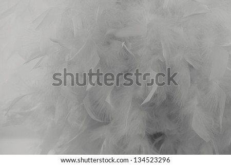 Feathers background, Bird white feathers close-up