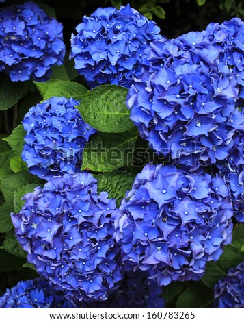 Blue Flowers hydrangea