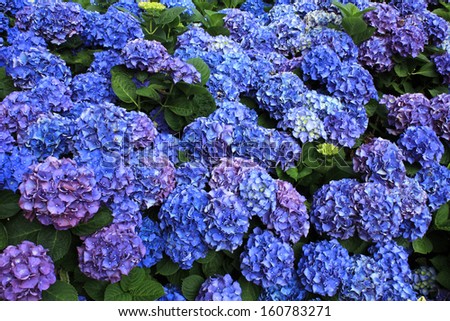 Blue Flowers hydrangea