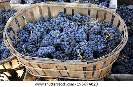 Red wine grapes. The harvesting of wine grapes (Vintage) is one of the most crucial steps in the process of winemaking