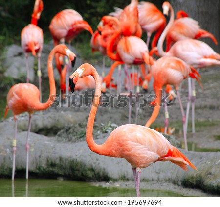 Pink flamingos. Close view of Flamingos