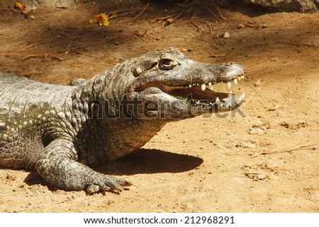 Caiman, Caiman crocodilus, single animal head shot, Brazil
