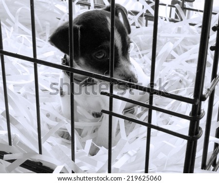 Animal Shelter Orphaned Pet. A stray dog at the pound