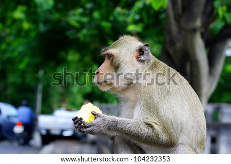monkey eat fruit