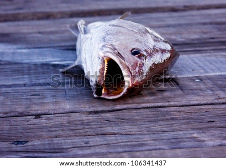 Fresh fish lays on wooden jetty with mouth open