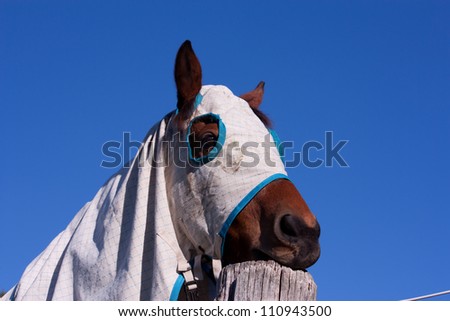Close up of horse in full blanket chewing on wooden farm post against a blue sky
