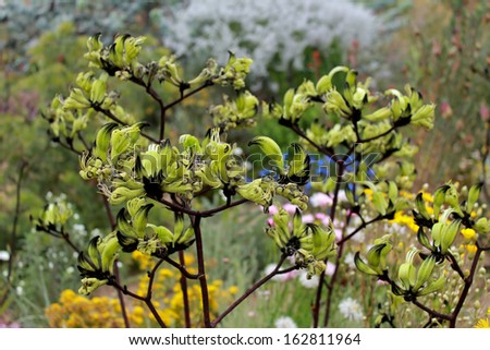 Green and black Australian Kangaroo Paw flowers