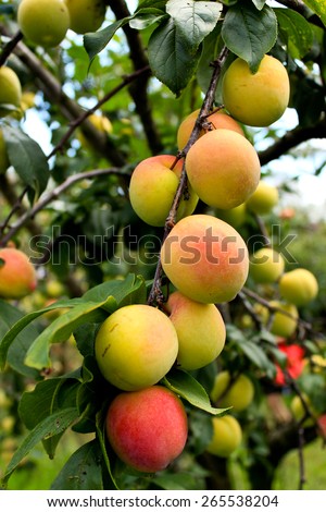 Fresh ripening peaches on tree in fruit orchard
