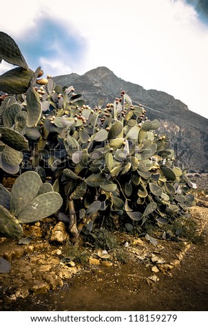 Prickly Pear bush on a desert path on the mountain in Sicily Italy