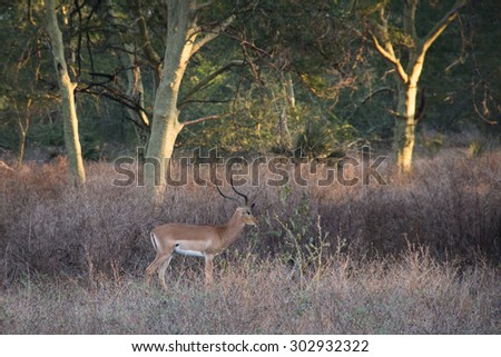 Impala in a forest of fever trees in the National Park Gorongosa in the center of Mozambique