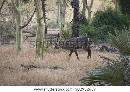 A waterbuck in a forest of fever trees in the National Park Gorongosa in the center of Mozambique
