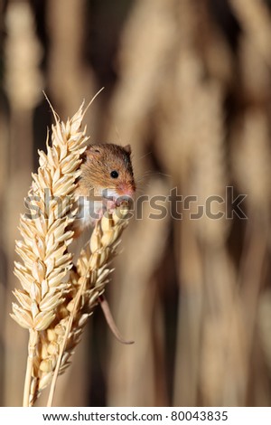 A harvest mouse clambering through a wheat field before harvest time