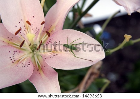 Grasshopper sitting on petal of an asiatic lily