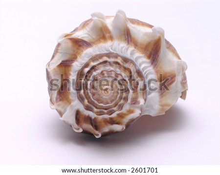 Sea Shell pattern close up
