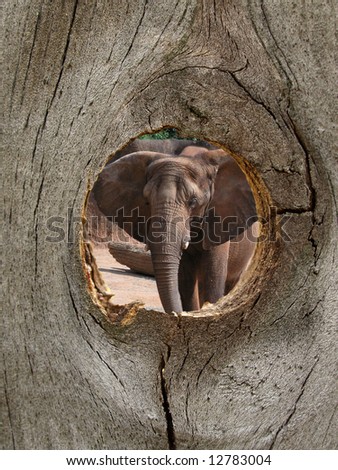 Elephant Zoo Animal seen in Fence Knot Hole