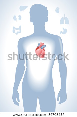 Heart Lungs Stomach