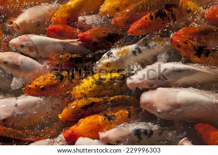 A frenzy of orange fish at the surface of a pond.