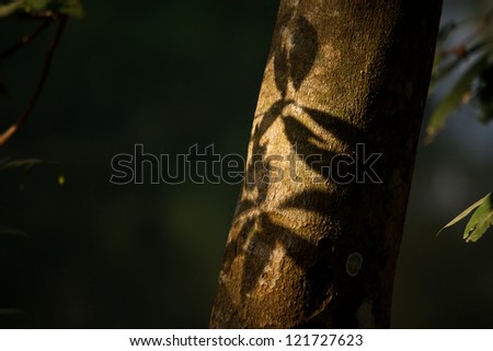 black shadow leaf  on tree