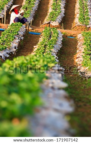 Strawberry Plants field on the Mountain