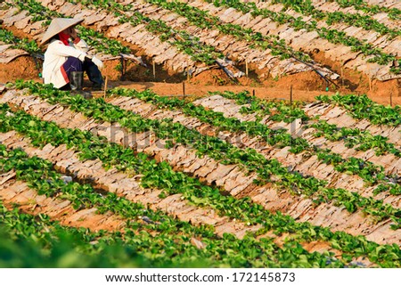 Strawberry Plants field on the Mountain