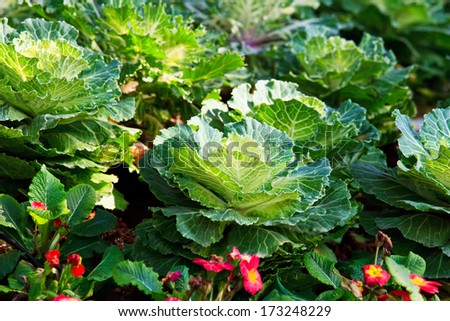 healthy green salad/lettuce plantation  and grown in the garden